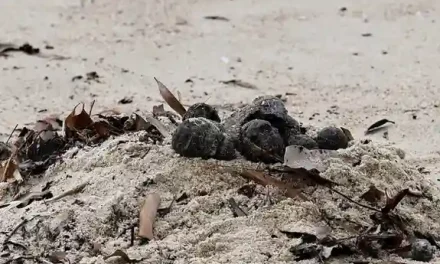 Cierran dos playas de Sídney por misteriosas bolas negras