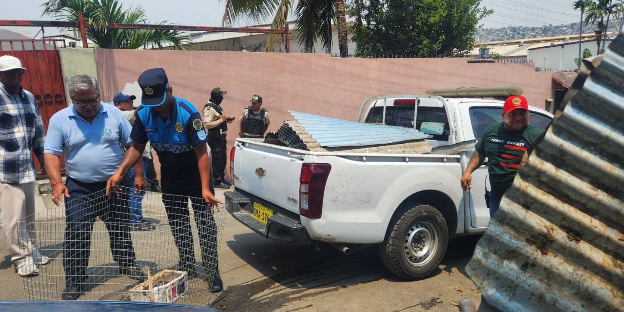 Operativo contra animales de pelea en  zona residencial deja 60 aves  rescatadas y dos personas detenidas en  el mayor rescate del año