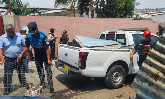 Operativo contra animales de pelea en  zona residencial deja 60 aves  rescatadas y dos personas detenidas en  el mayor rescate del año