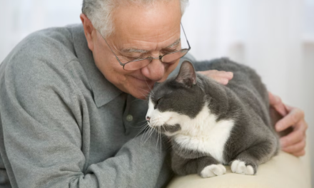 Por qué el cerebro de los gatos puede ayudar a la ciencia a estudiar el deterioro cognitivo de los humanos