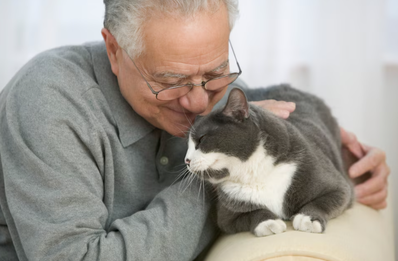 Por qué el cerebro de los gatos puede ayudar a la ciencia a estudiar el deterioro cognitivo de los humanos