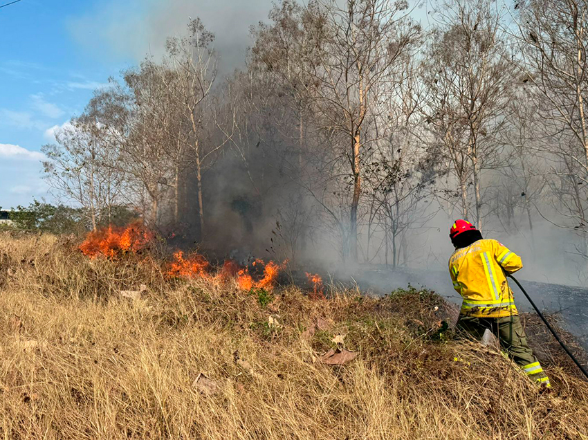 Emergencias forestales en Guayaquil se incrementan en 46%