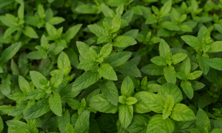 La planta aromática fácil de cultivar en casa que ayuda a repeler mosquitos