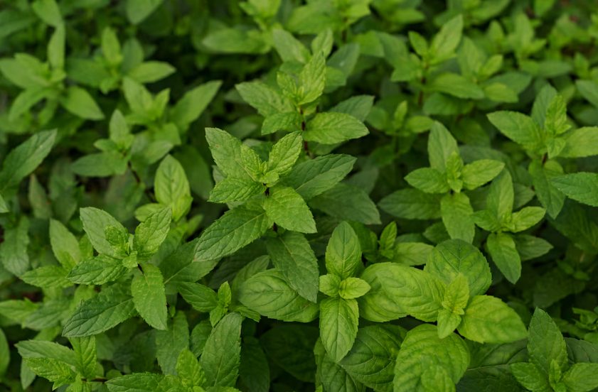 La planta aromática fácil de cultivar en casa que ayuda a repeler mosquitos