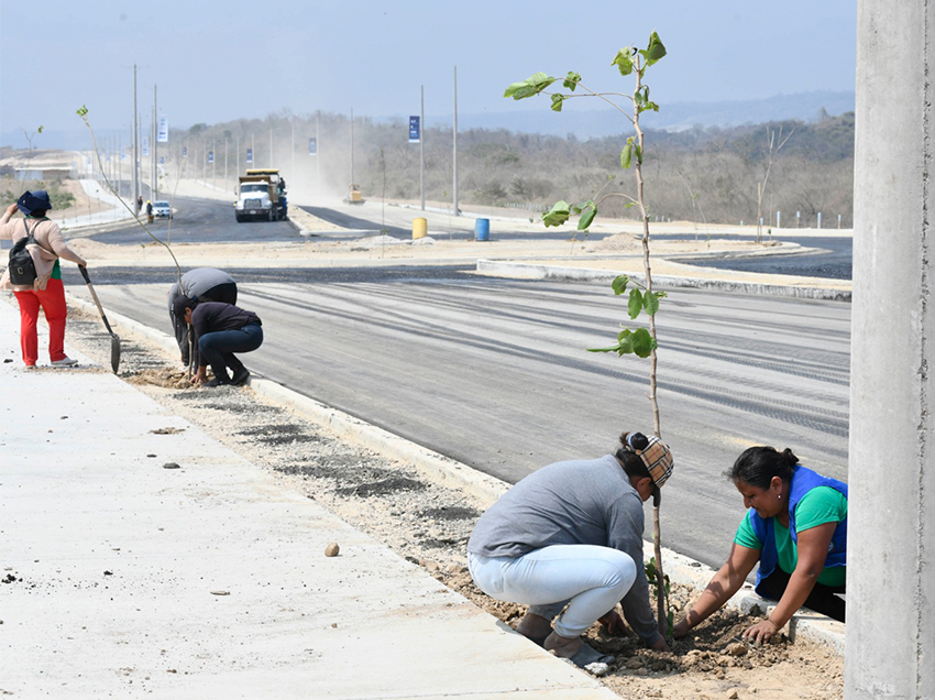 520 árboles sembrados en la nueva vía de ingreso a Chongón