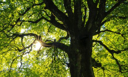 Guayaquil denuncia una decisión arbitraria y política que atenta contra su gestión ambiental