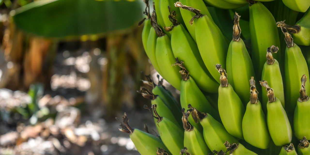 Sector bananero supera las cifras de 2023: 5.06 (1.42%) millones de cajas  adicionales consolidan el crecimiento del sector a pesar de condiciones  climáticas y logísticas internacionales adversas