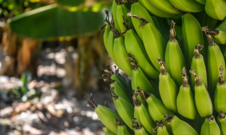 Sector bananero supera las cifras de 2023: 5.06 (1.42%) millones de cajas  adicionales consolidan el crecimiento del sector a pesar de condiciones  climáticas y logísticas internacionales adversas