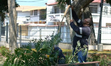 Parques EP intensifica podas técnicas de árboles ante temporada invernal