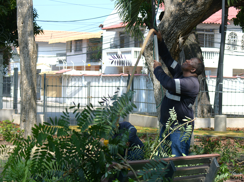 Parques EP intensifica podas técnicas de árboles ante temporada invernal