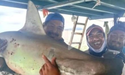 El Parque Nacional Galápagos denuncia pesca ilegal de tiburón