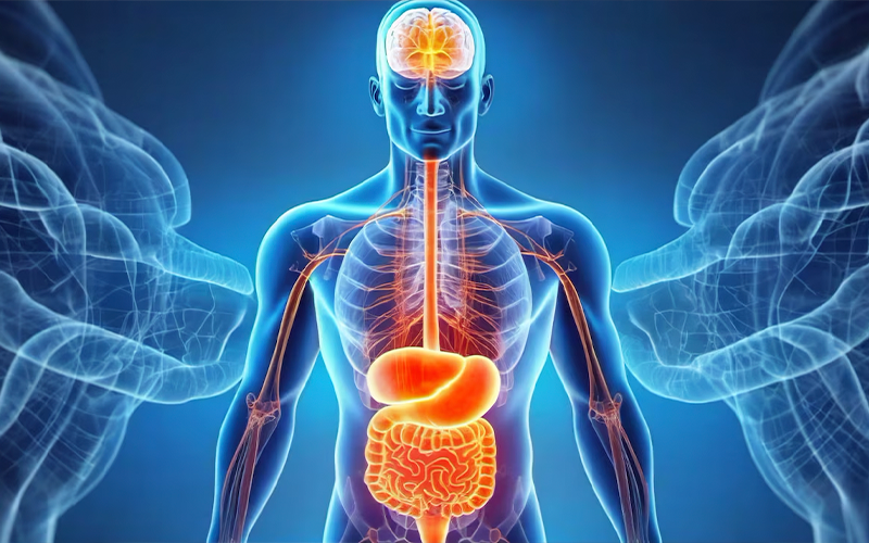Cuál es la proteína clave para un intestino saludable, según expertos en gastroenterología