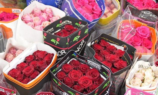 Récord en exportación de flores: temporada de San Valentín superó expectativas en el aeropuerto de Quito