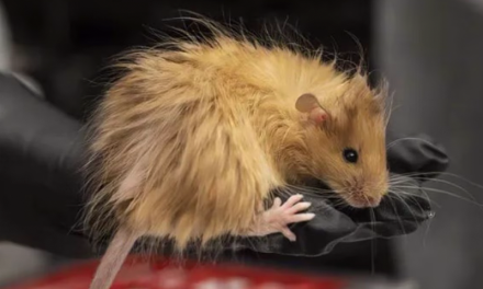 Ratones lanudos diseñados con genes de mamut: el nuevo avance de la ciencia para revivir especies extintas