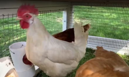 EEUU encuentra la fórmula para escapar de la crisis del precio de los huevos: alquilar gallinas