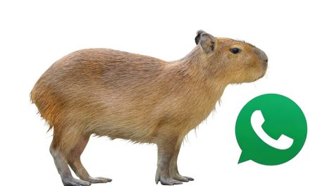 Cómo activar el ‘modo capibara’ en WhatsApp y por qué muchos lo están usando