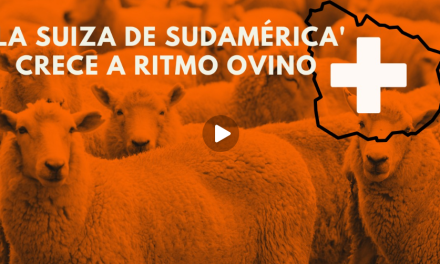 ‘La Suiza de Sudamérica’ cuya economía crece a ritmo ovino: tiene el doble de ovejas que de habitantes