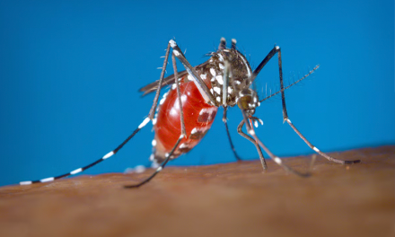 Descubren por qué el mosquito del dengue es cada vez más resistente a los inviernos duros