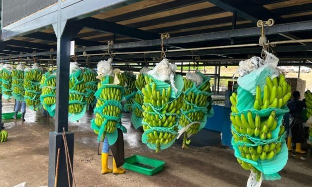Notable recuperación del mercado Ruso y fuerte crecimiento en Asia y Cono Sur marcan el primer trimestre de 2025,  Banano crece 1,77%