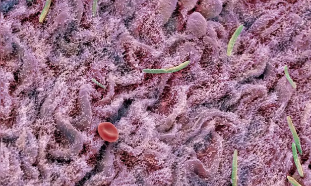 Cómo el cerebro puede cambiar el microbioma intestinal en dos horas
