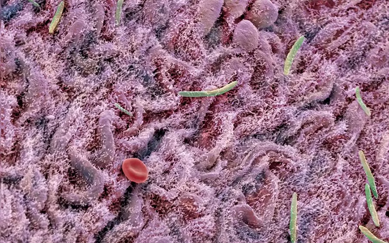 Cómo el cerebro puede cambiar el microbioma intestinal en dos horas