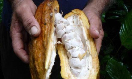 La Unión Europea excluye a Ecuador y el resto de Latinoamérica de lista que bloqueaba exportaciones de cacao, café y palma si se incumplía polémica norma
