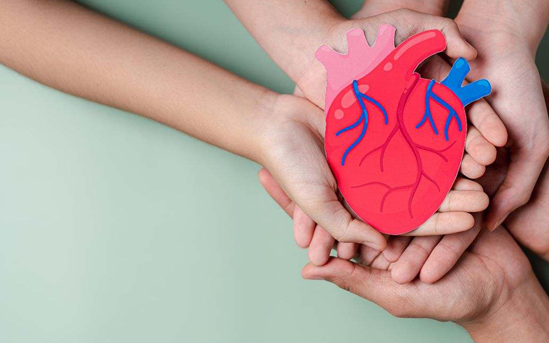 Descubren una proteína capaz de preservar la funcionalidad del corazón y evitar la muerte celular