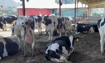 México y EE.UU. buscan reiniciar la exportación de ganado