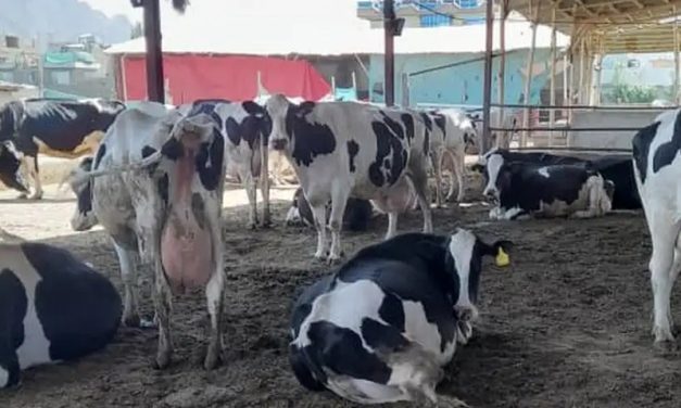 México y EE.UU. buscan reiniciar la exportación de ganado