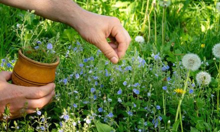 La hierba medicinal que limpia las arterias y reduce el colesterol