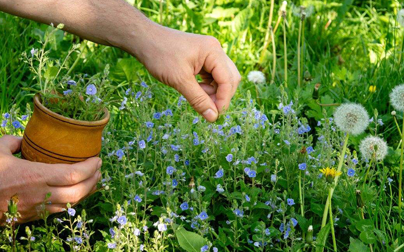 La hierba medicinal que limpia las arterias y reduce el colesterol
