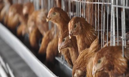 Brasil suspende exportación de pollo a China, UE y Argentina