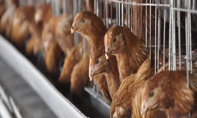 Brasil suspende exportación de pollo a China, UE y Argentina