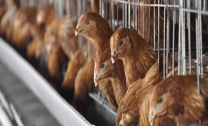 Brasil suspende exportación de pollo a China, UE y Argentina