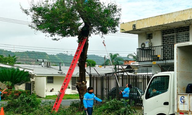 Urdesa Central renace verde gracias al esfuerzo conjunto del Municipio y sus moradores