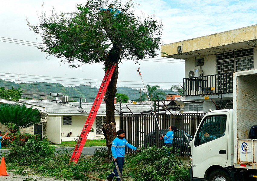 Urdesa Central renace verde gracias al esfuerzo conjunto del Municipio y sus moradores