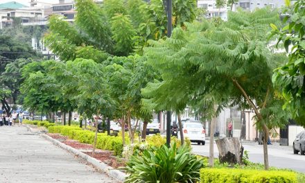 De árboles secos a frondosos: la urbe vuelve a respirar con fuerza