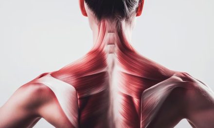 Descubren cómo rejuvenecer las células madre musculares y mejorar la fuerza