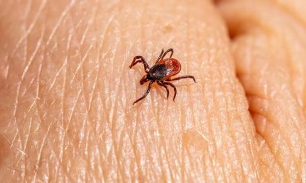 Enfermedad de Lyme, una amenaza silenciosa en aumento